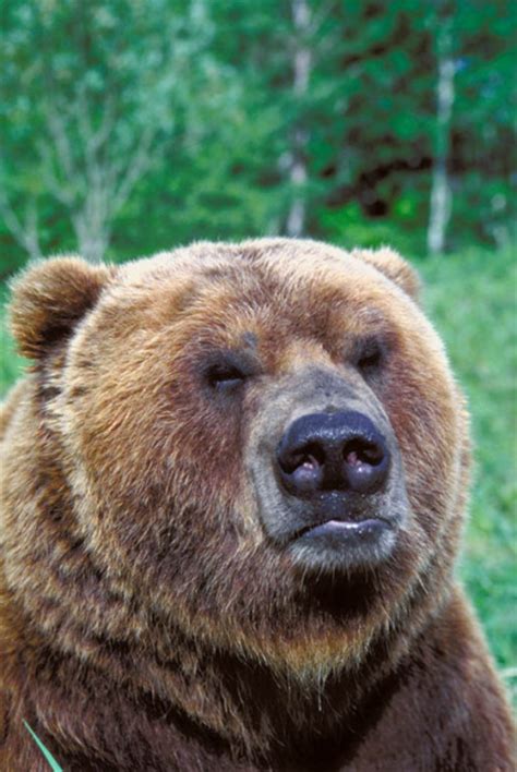 Save the animals foundation (staf) is ran by dedicated, caring members. Adopt A Grizzly Bear from World Animal Foundation