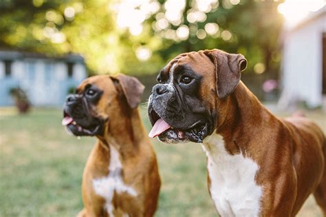 Boxer Dogs Fancy Puppy