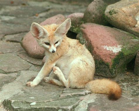 fennec fox wikifur the furry encyclopedia