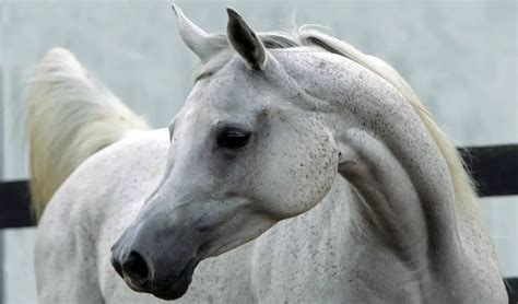 The 7 Most Expensive Horse Breeds In The World Horse Factbook