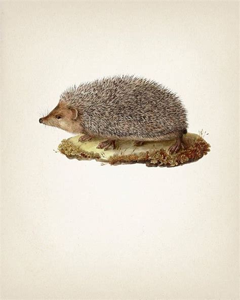 Hedgehog Drawing Ma 03 Fine Art Print Of A Vintage Natural Etsy