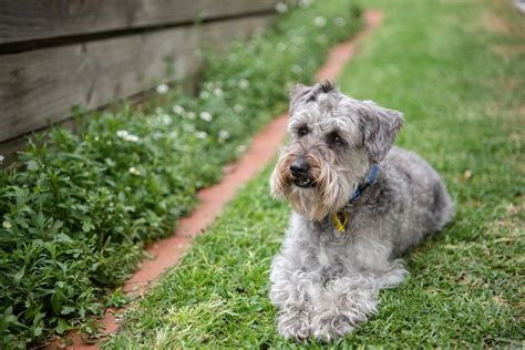 Schnoodle Dog Breed Guide Info Pictures Care And More Pet Keen