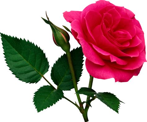 Pink Rose Png With Leaf Transparent Images