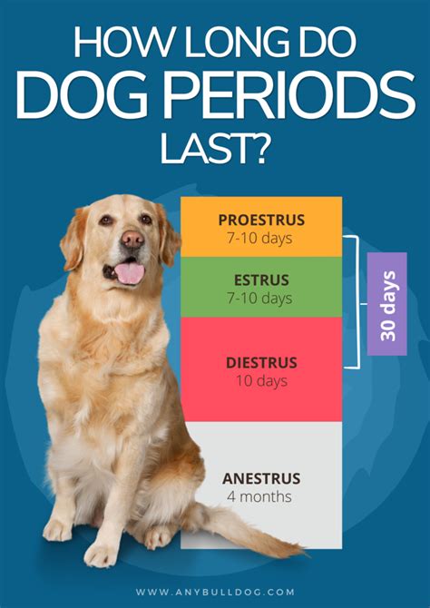 Do Dogs Stop Getting Their Period