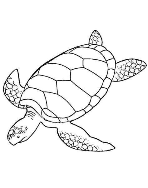 The images above represents how your finished drawing is going to look and. Leatherback Sea Turtle Drawing at GetDrawings | Free download