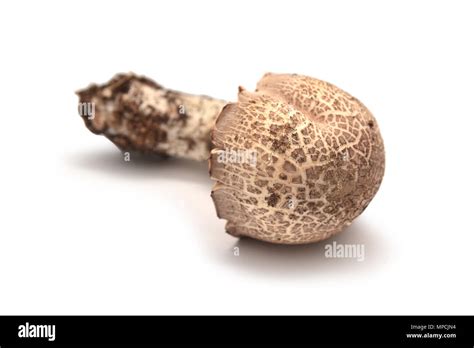 Rare Agaricus Porphyrocephalus Mushroom On White Stock Photo Alamy