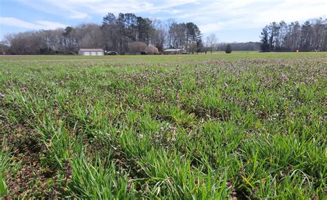 Incorporating Orchardgrass Into Alabama Forage Systems Alabama