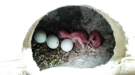 Cuanto tardan en nacer los huevos de los periquitos y que hacer - YouTube