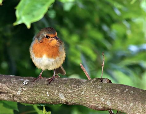 Robin Bird Perched Free Photo On Pixabay Pixabay