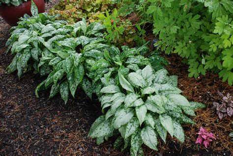 Lungworts Perfect Shade Companion With Hostas What Grows There