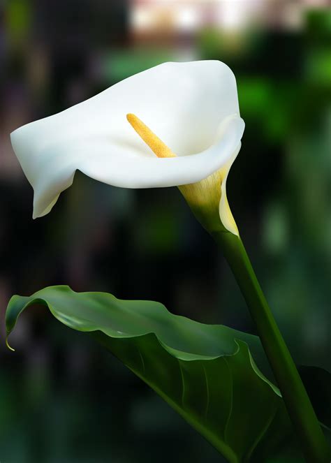 For example, they make great gifts for teachers to show your. Calla Lily Flowers | Full HD Pictures