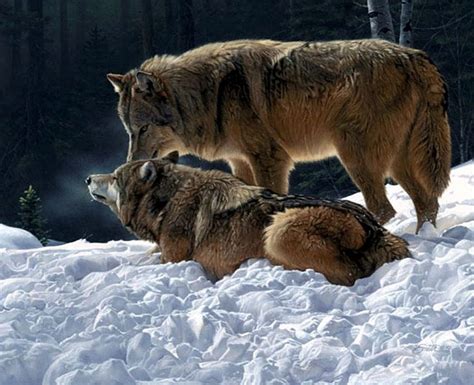 Wolves In Snow Winter Predators Wolf Forest Wolfpack Hd Wallpaper