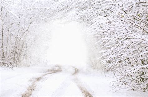 Premium Photo Winter Forest Tunnel Path In Dark Forest At Winter Time