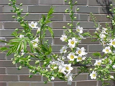 Check spelling or type a new query. Shrubs for Oklahoma Gardens