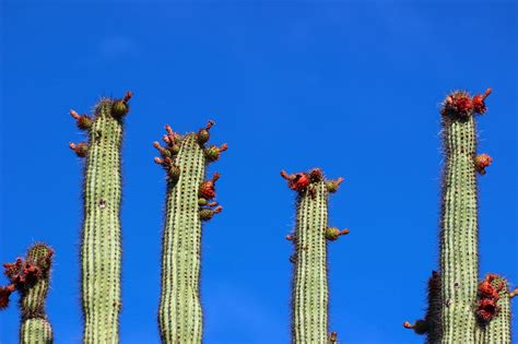 We finally made it to organ pipe cactus national monument, if you haven't seen it it's pretty cool this monument was on our bucket list for a little while. Cannundrums: Organ Pipe Cactus Fruit