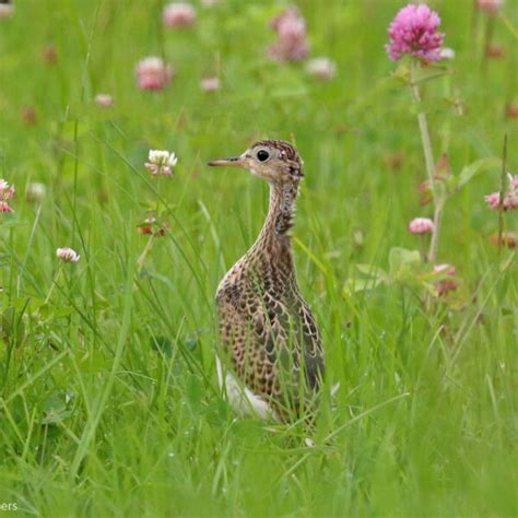 Ny Grassland Bird Watching And Habitat Conservation News Grassland Bird
