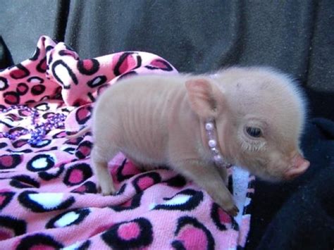 Most pet pigs today are mixed minipigs. Teacup Pigs For Sale Victoria