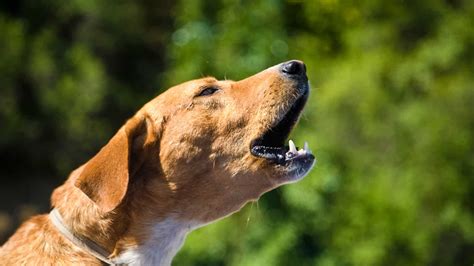 How To Get A Neighbors Dog To Stop Barking Mute That Mutt