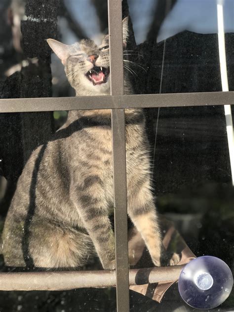 Took The The Perfect Picture Of My Cat Chirping Raww
