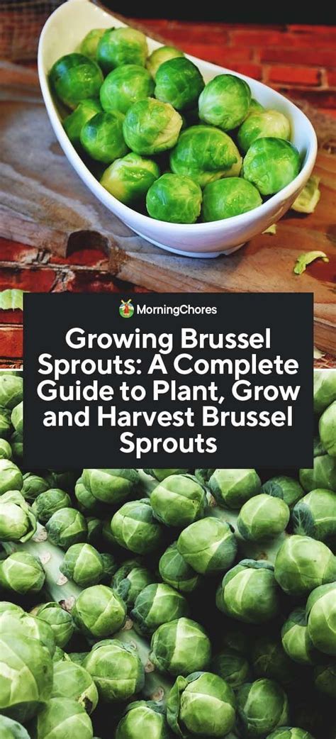 Brussel Sprouts In A Bowl With The Title Growing Brussels Sprouts Guide