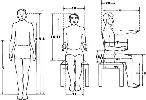 History And Basics Of Anthropometry Profile Photography Human