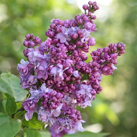 Buy Common Lilac Syringa Vulgaris Charles Joly
