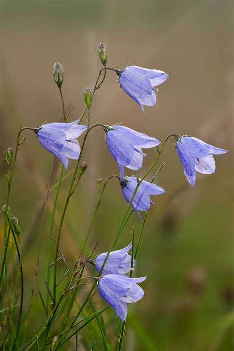 A Simple Guide To The Wildflowers Of Britain Country Life British