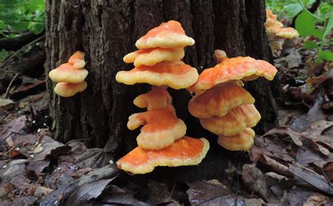 Chicken Of The Woods Identification Look Alikes And Medicinal Benefits