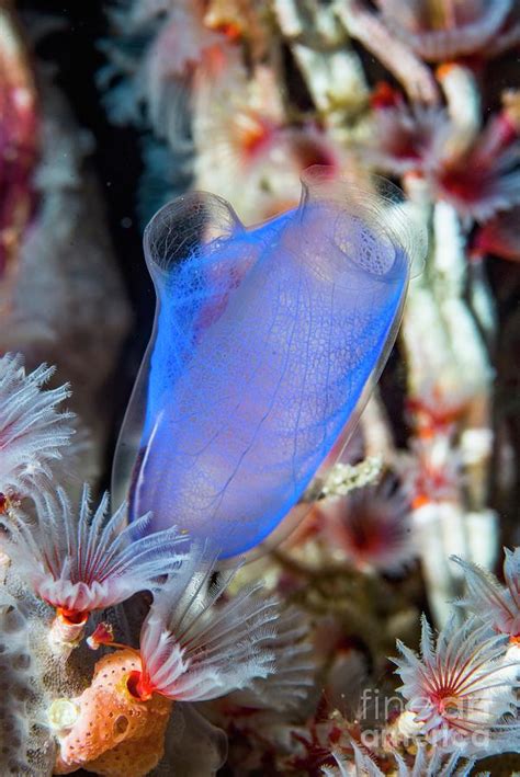 Blue Club Sea Squirt Photograph By Georgette Douwmascience Photo Library Fine Art America