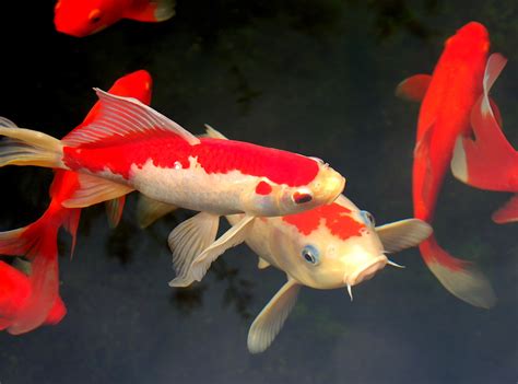Free Photo Red Koi Fish Fish Japanese Koi Free Download Jooinn