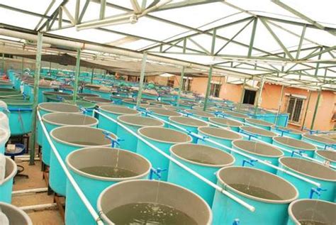 Ras System For Indoor Fish Farming Size Various At Best Price In