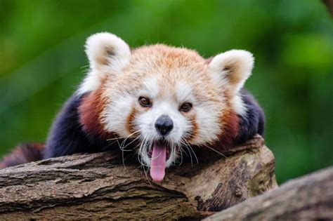 Red Panda Facts Pictures And Information The Panda That