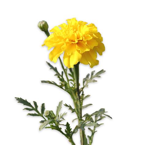 Marigold Flower Freetoedit Marigold Sticker By Taliafera
