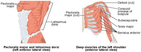 Muscles Of The Pectoral Girdle And Upper Limbs Anatomy And Physiology I