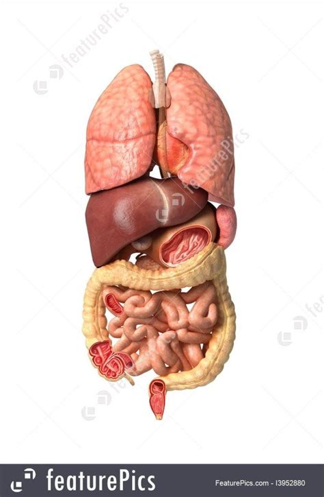 Webmd provides an overview of the female reproductive system and how it works. Organ Pictures Anatomy | Human anatomy picture, Body ...