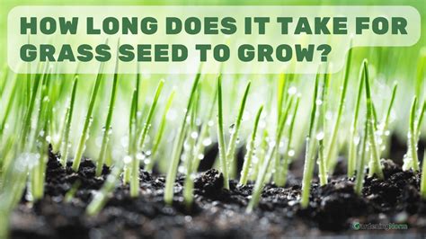 3️⃣ Easy Steps To Grow Lawn From Grass Seeds