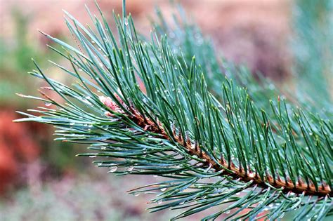 Ranting Pinus Jarum Termasuk Jenis Foto Gratis Di Pixabay Pixabay
