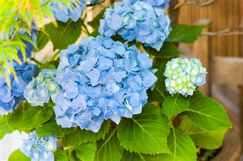 29 Best Shrubs For Shade Gardens