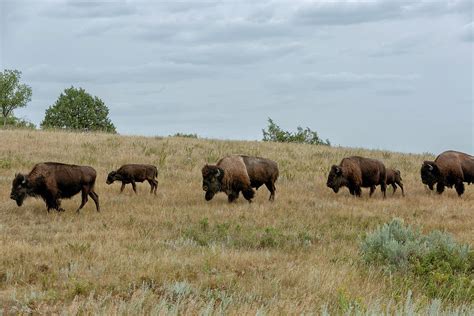 Herd Of Buffalo On The Prairie Photograph By John Mcquiston