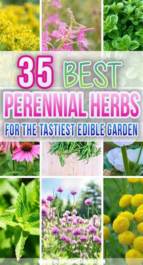 35 Best Perennial Herbs To Plant Once And Enjoy Forever Decor Home