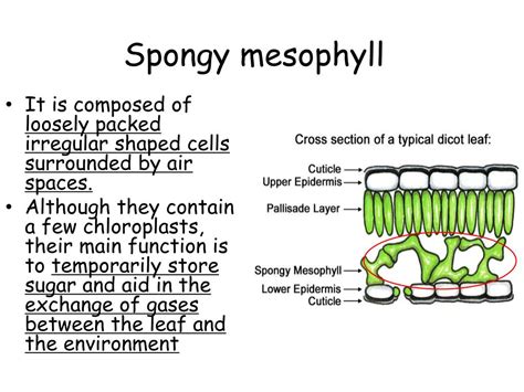 What Is The Function Of A Palisade Mesophyll Cell Mastery Wiki