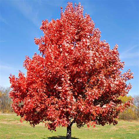 Red Maple Acer Rubrum My Garden Life