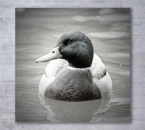 Mallard Duck Photography Mallard Duck Photography Print Black And