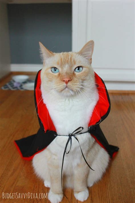 Printable Warrior Cat Halloween Costumes