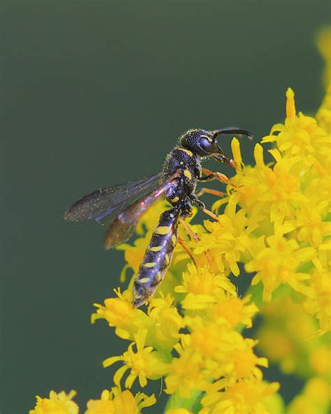 Club Horned Cuckoo Wasp Sapygina Louisi Dan Mullen Flickr