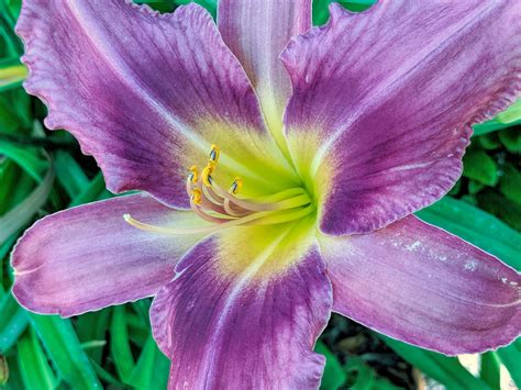 Purple Lily Flower Free Stock Photo Public Domain Pictures