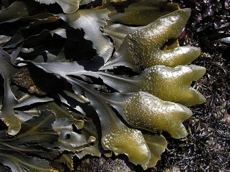 A Guide To Edible Seaweed Groweatgather Edible Seaweed Edible