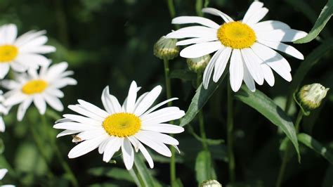 Bellis Perennis Daisy