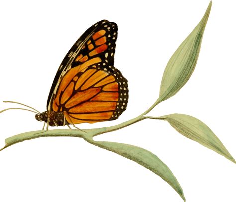 Onlinelabels Clip Art Monarch Butterfly 2