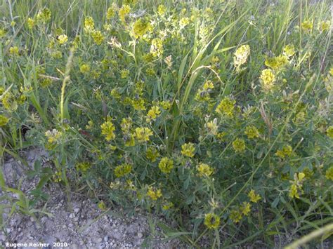 Yellow Alfalfa Medicago Sativa Ssp Falcata Plant